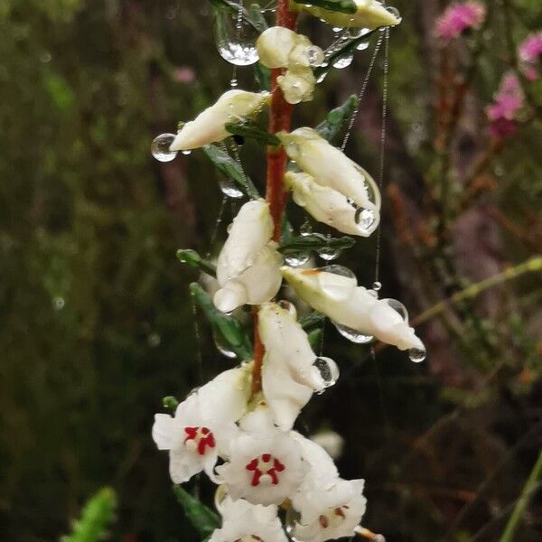 Epacris obtusifolia (Epacris obtusifolia)