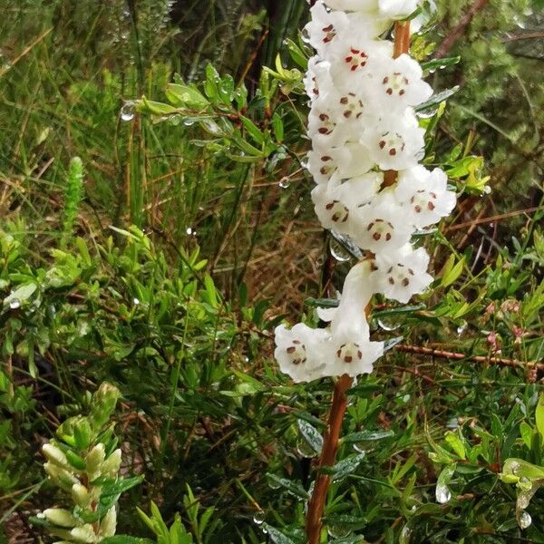 Epacris obtusifolia (Epacris obtusifolia)