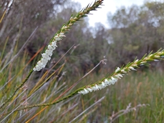 Epacris obtusifolia (Epacris obtusifolia)