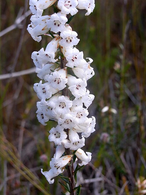 Epacris obtusifolia: Flowering Heath Elvina Track, Ku-ring-gai Chase National Park, Australia. Epacris obtusifolia