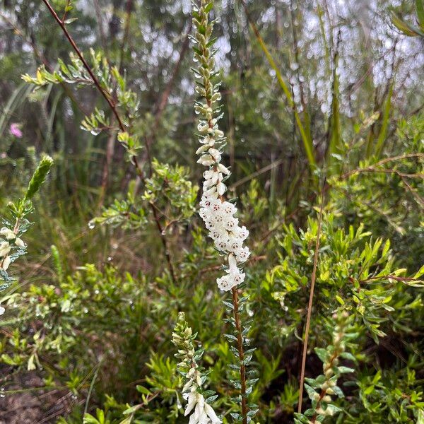 Epacris obtusifolia (Epacris obtusifolia)