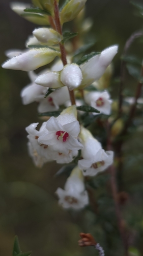 Epacris obtusifolia (Epacris obtusifolia)