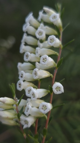 Epacris obtusifolia (Epacris obtusifolia)