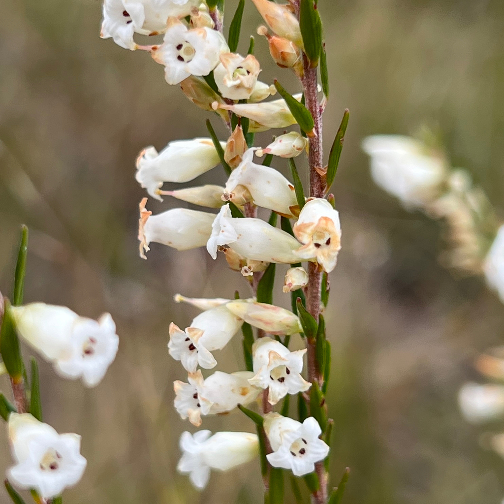 Epacris obtusifolia (Epacris obtusifolia)