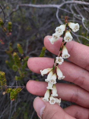 Epacris obtusifolia (Epacris obtusifolia)