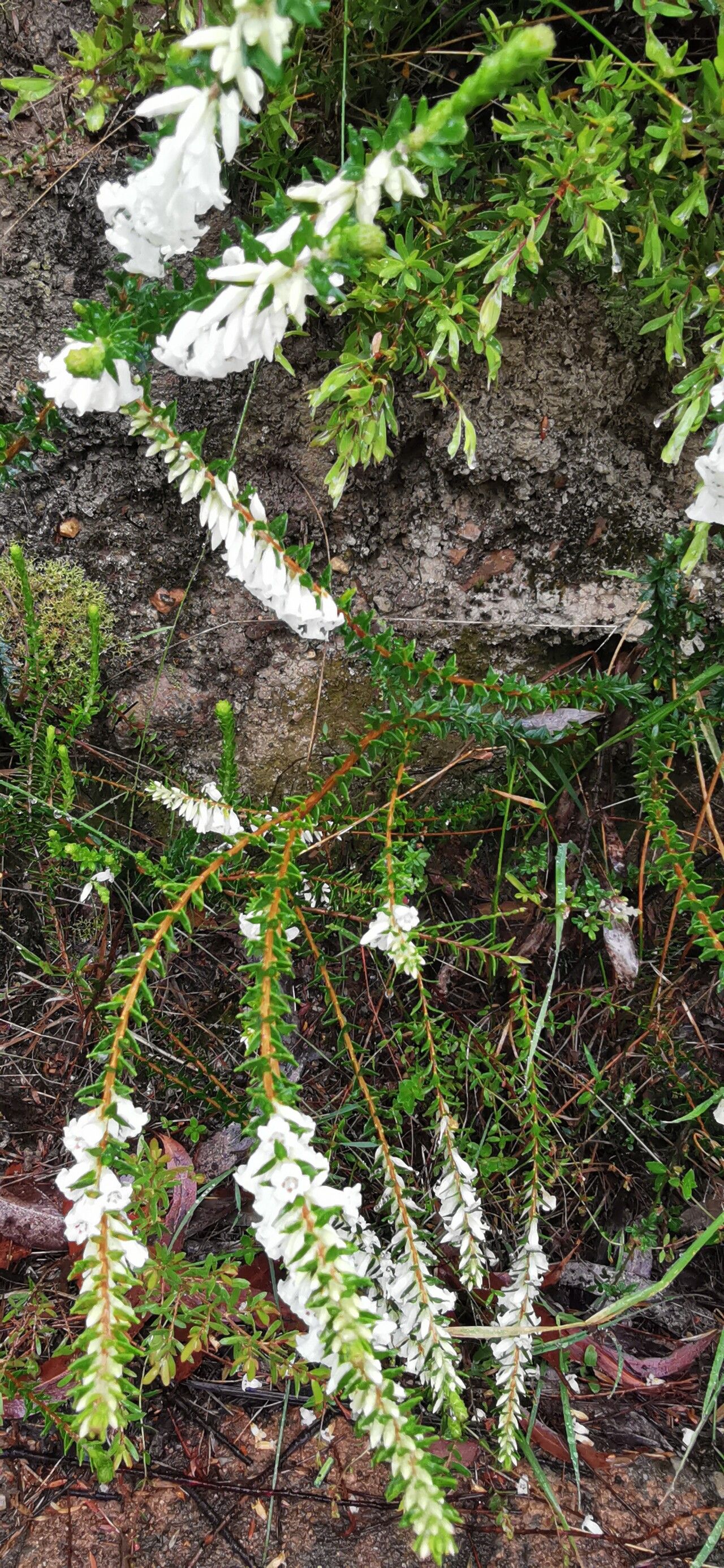 Epacris obtusifolia (Epacris obtusifolia)