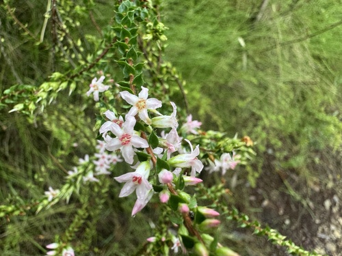 Epacris pulchella (Epacris pulchella)