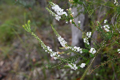 Epacris pulchella (Epacris pulchella)