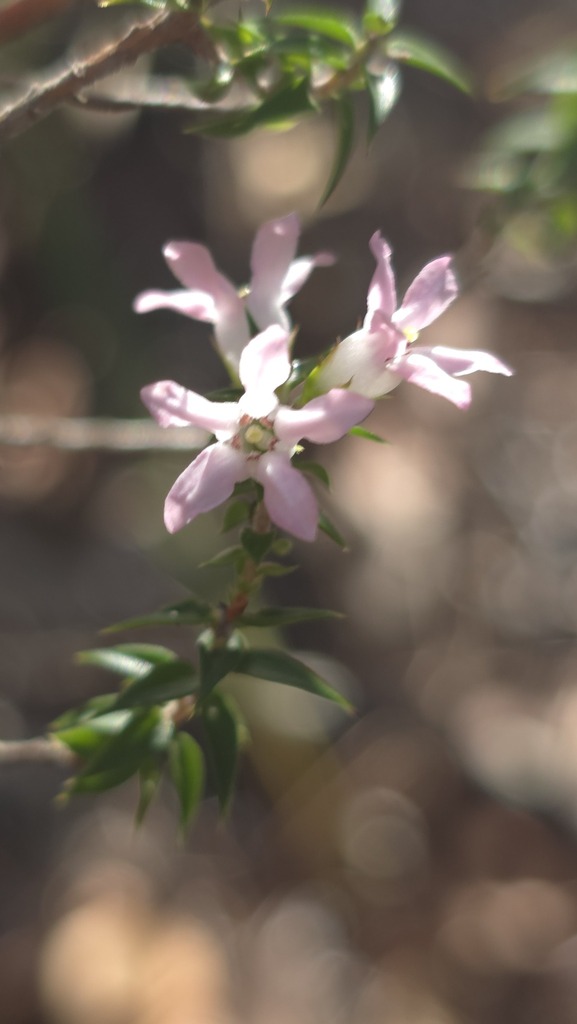Epacris pulchella (Epacris pulchella)