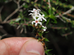 Epacris pulchella (Epacris pulchella)