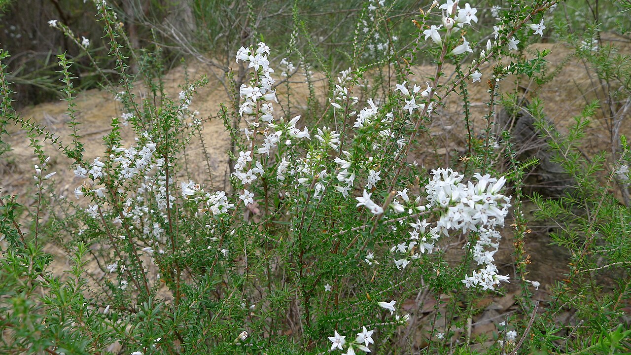 Epacris pulchella: Wallum Heath, Epacris pulchella . Royal National Park, NSW Australia, March 2012.