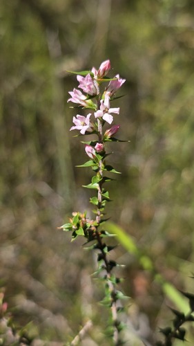 Epacris pulchella (Epacris pulchella)