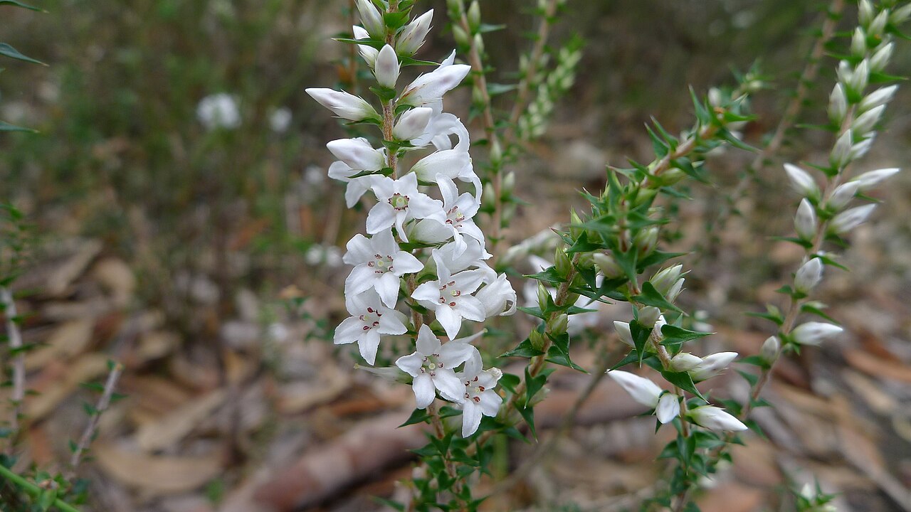Epacris pulchella: Wallum Heath, Epacris pulchella . Royal National Park, NSW Australia, March 2012.