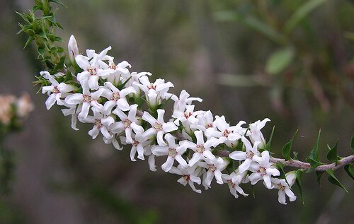 Epacris pulchella: Epacris pulchella