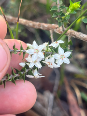 Epacris pulchella (Epacris pulchella)