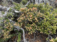 Epacris serpyllifolia (Epacris serpyllifolia)