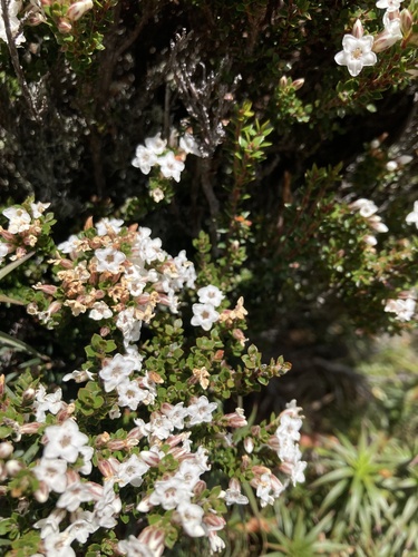 Epacris serpyllifolia (Epacris serpyllifolia)