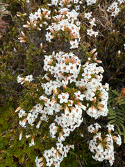 Epacris serpyllifolia (Epacris serpyllifolia)