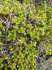 Epacris serpyllifolia (Epacris serpyllifolia)