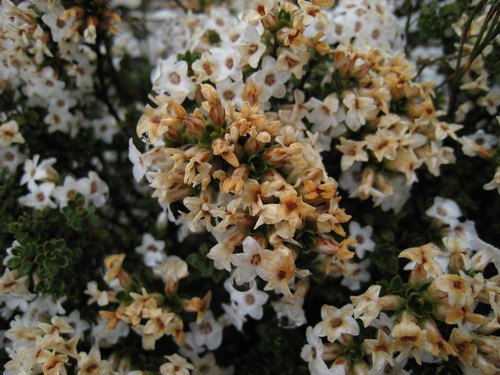 Epacris serpyllifolia (Epacris serpyllifolia)