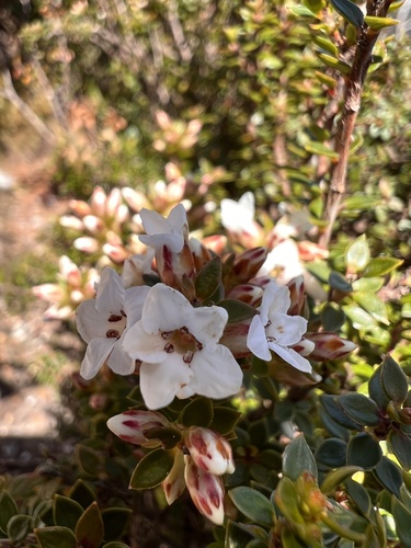 Epacris serpyllifolia (Epacris serpyllifolia)