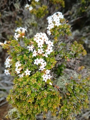 Epacris serpyllifolia (Epacris serpyllifolia)