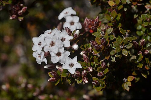 Epacris serpyllifolia: Epacris serpyllifolia near the summit of Mt. Wellington, near Hobart