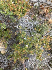 Epacris serpyllifolia (Epacris serpyllifolia)