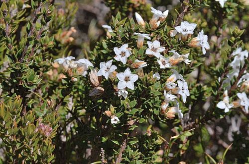 Epacris serpyllifolia (Epacris serpyllifolia)