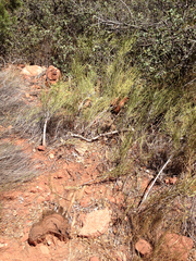 Mormon tea (Ephedra viridis)