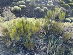 Mormon tea (Ephedra viridis)