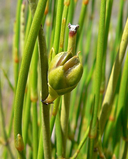 Mormon tea (Ephedra viridis)
