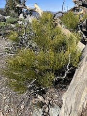 Mormon tea (Ephedra viridis)