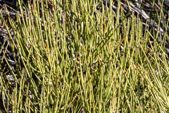 Mormon tea (Ephedra viridis)