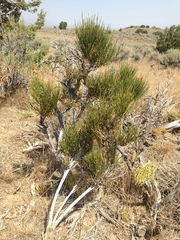 Mormon tea (Ephedra viridis)