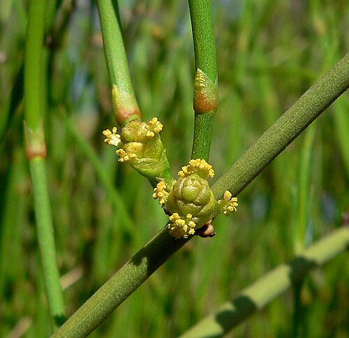 Mormon tea: Ephedra viridis at the Springs Preserve garden, Las Vegas, Nevada