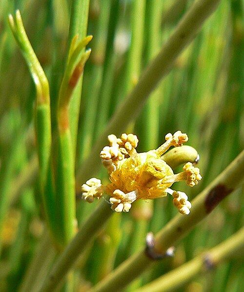 Mormon tea (Ephedra viridis)