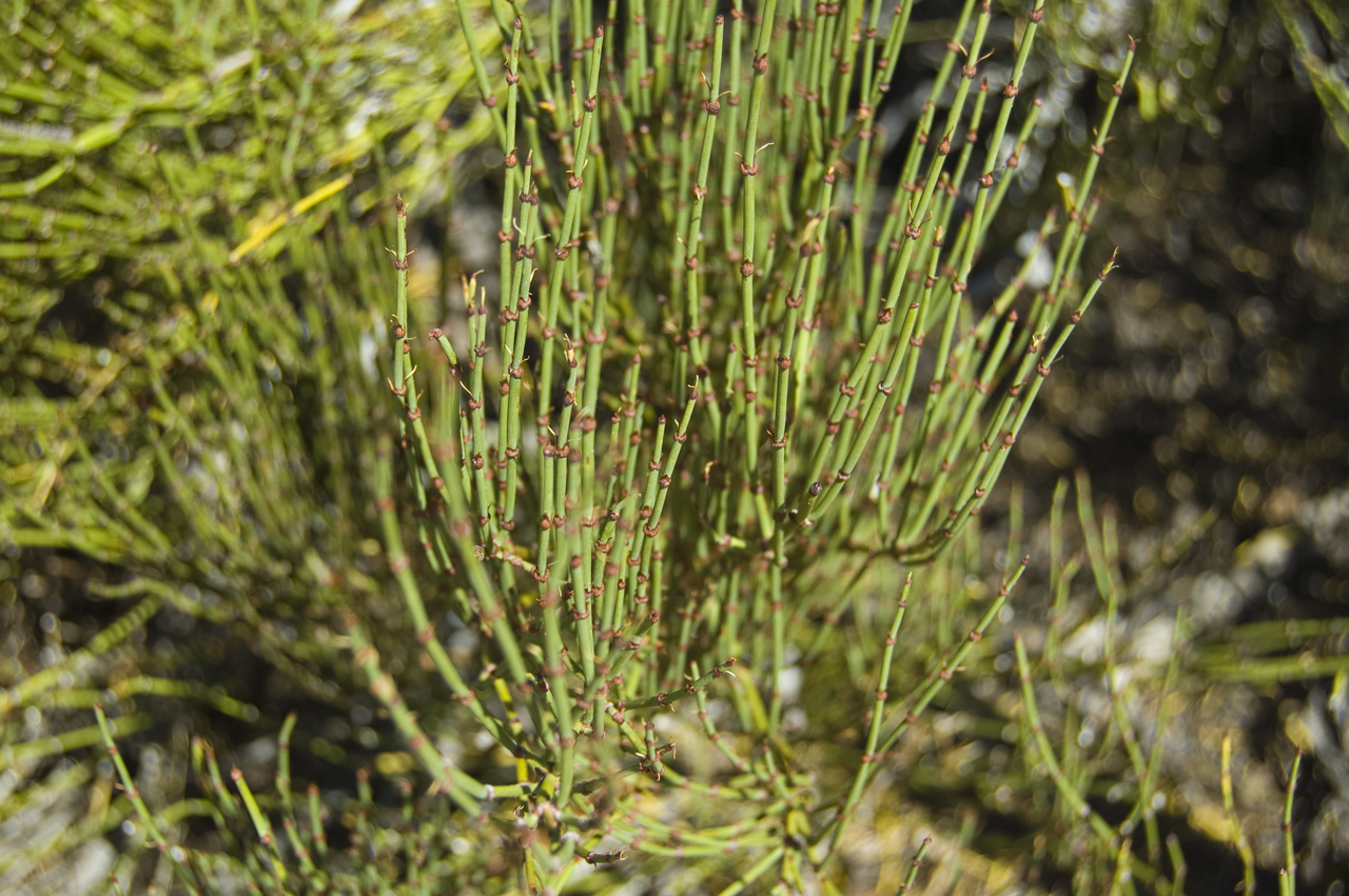 Mormon tea: Close up photo of Ephedra viridis in Natural Bridges National Monument in Utah .