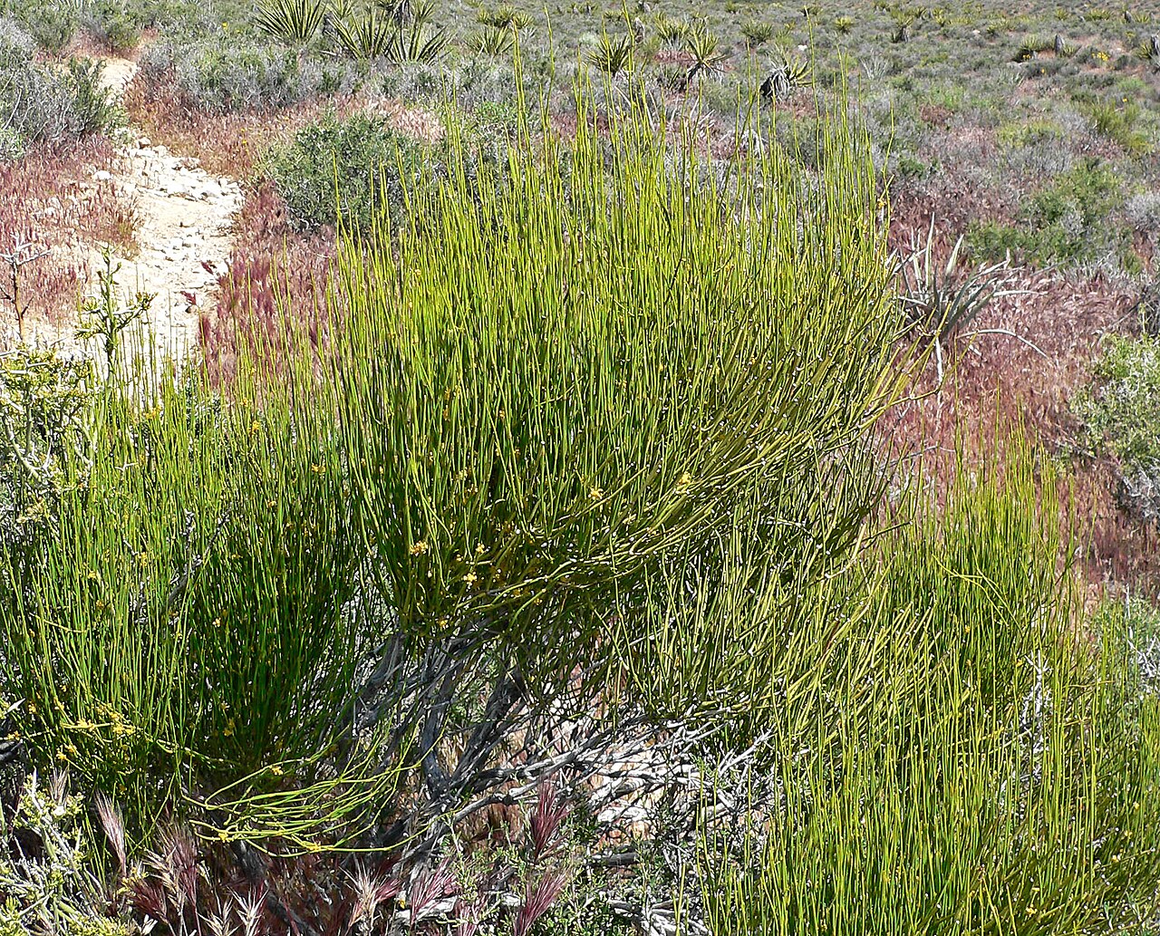 Mormon tea (Ephedra viridis)