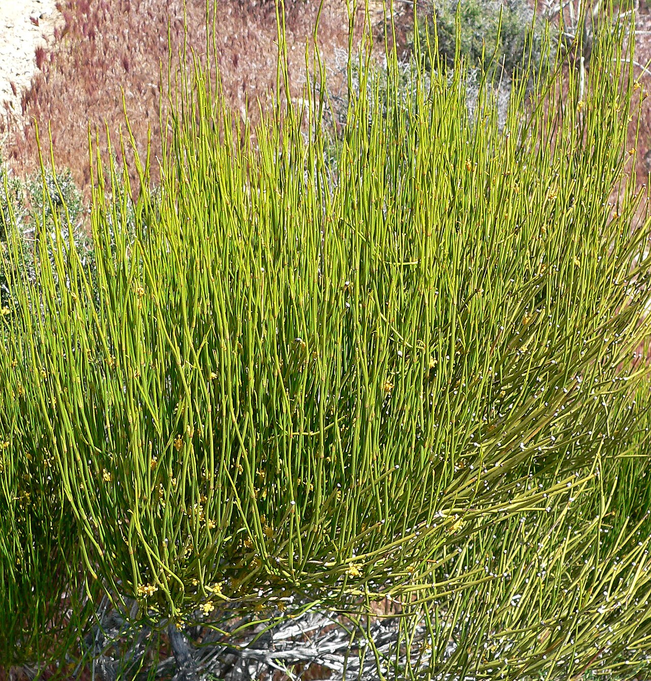 Mormon tea: Photo of Ephedra viridis in Red Rock Canyon , Nevada