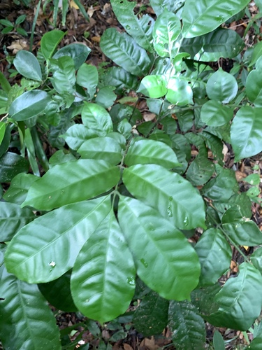 Epicharis cumingiana (Epicharis cumingiana)
