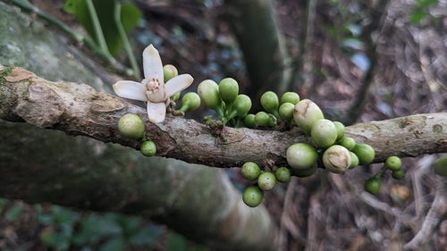 Epicharis cumingiana (Epicharis cumingiana)