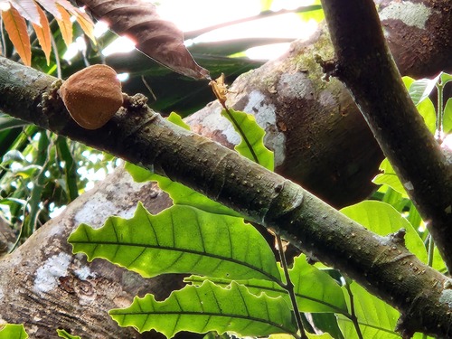 Epicharis cumingiana (Epicharis cumingiana)