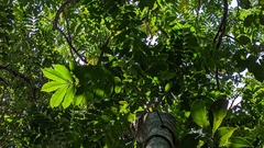 Epicharis cumingiana (Epicharis cumingiana)