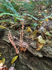 Beechdrops (Epifagus virginiana)
