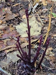 Beechdrops (Epifagus virginiana)