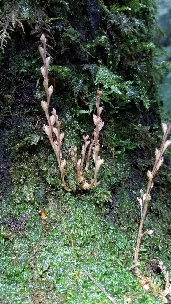 Beechdrops (Epifagus virginiana)