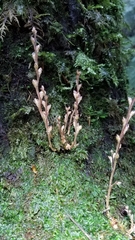 Beechdrops (Epifagus virginiana)