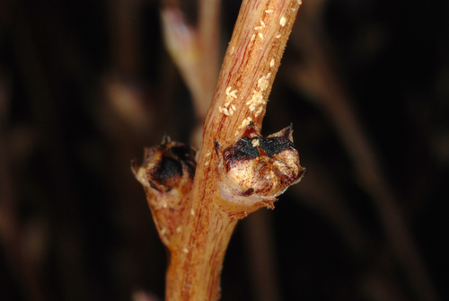 Beechdrops (Epifagus virginiana)