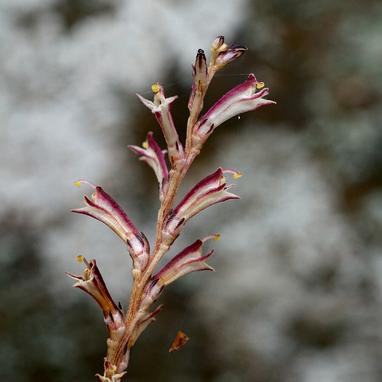 Beechdrops: Species from Eastern North America Common name: Beech drops Photographed in the Ozark National Forest, Newton County, Arkansas